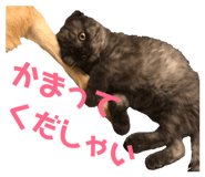 153857715