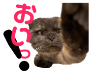 153857717