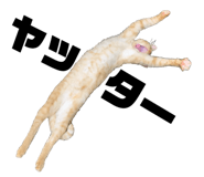 153857720