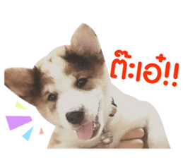 154080181