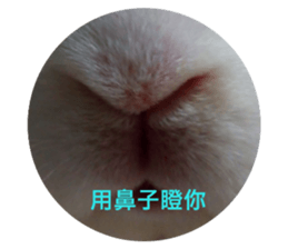 154446043