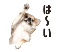 154563841