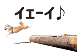 154563858