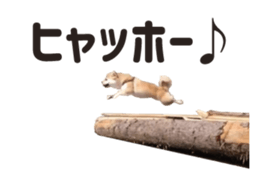 154563859
