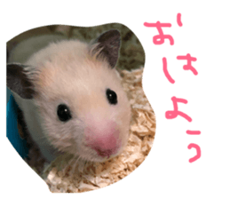 155123234