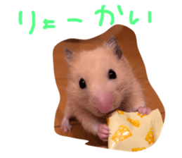 155123237