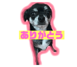 155221911