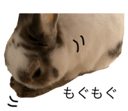 155295978