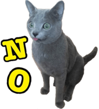 15533285