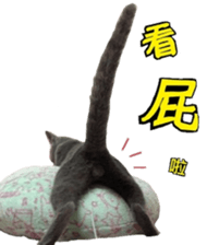 15533291