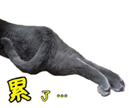 15533301
