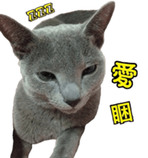 15533304