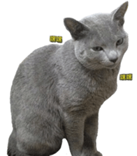 15533305