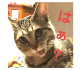155429657