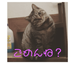 155429664