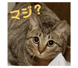 155429669