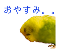 155850832