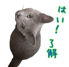 15603530