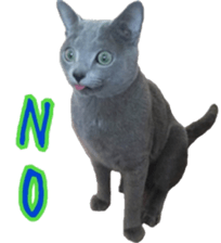 15603533