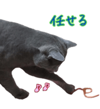 15603548