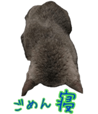 15603550