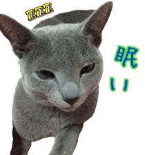 15603552