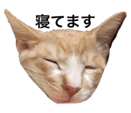 156100330