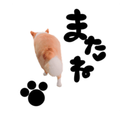 156215052