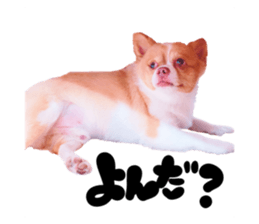 156215053