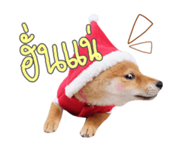 156271286