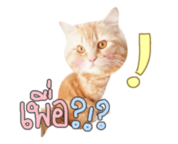 156271287