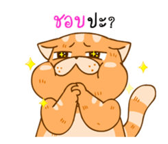 15627778