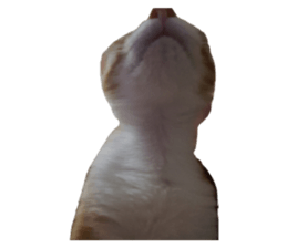 156336036