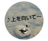 156427525