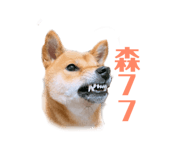 156494827
