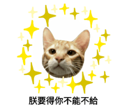 156554950