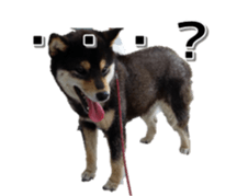 15661739