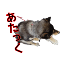15661743