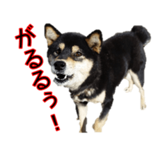 15661745
