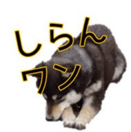 15661747