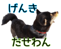 15661752