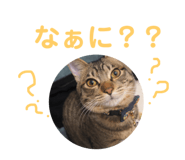 156617592