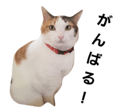 156682176