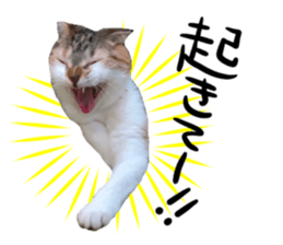 156720147