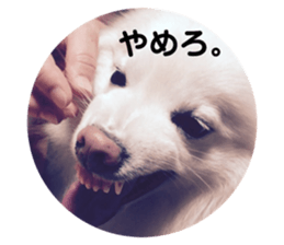 156778533