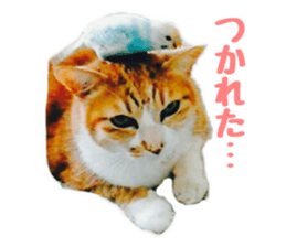 157047448