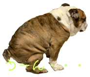 157062832