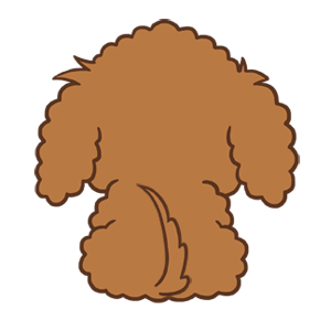 Toy Poodle Choco ( Animated ) รูปที่ 2
