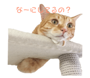 157744655