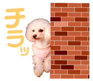 158099007